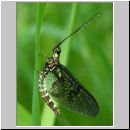 Ephemera danica - Eintagsfliege 03.jpg